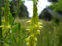 Melilotus officinalis 18, Citroengele honingklaver, Saxifraga-Rutger Barendse