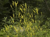 Melilotus officinalis 3, Citroengele honingklaver, Saxifraga-Marijke Verhagen