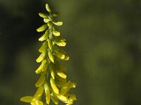 Melilotus officinalis 5, Citroengele honingklaver, Saxifraga-Marijke Verhagen