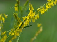 Melilotus officinalis 6, Citroengele honingklaver, Saxifraga-Rudmer Zwerver
