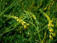 Melilotus officinalis 8, Citroengele honingklaver, Saxifraga-Ed Stikvoort