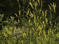Melilotus officinalis 1, Citroengele honingklaver, Saxifraga-Marijke Verhagen