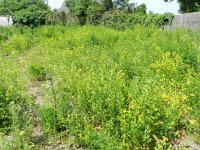 Melilotus officinalis 10, Citroengele honingklaver, Saxifraga-Rutger Barendse