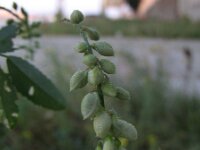 Melilotus officinalis 12, Citroengele honingklaver, Saxifraga-Rutger Barendse
