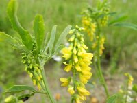 Melilotus officinalis 16, Citroengele honingklaver, Saxifraga-Rutger Barendse