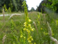 Melilotus officinalis 19, Citroengele honingklaver, Saxifraga-Rutger Barendse