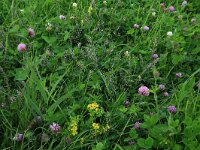 Melilotus officinalis 20, Citroengele honingklaver, Saxifraga-Hans Boll