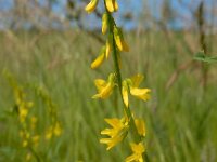 Melilotus officinalis 22, Citroengele honingklaver, Saxifraga-Ed Stikvoort