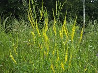 Yellow sweet clover (Melilotus officinalis)  Yellow sweet clover (Melilotus officinalis) : yellow sweet clover, yellow melilot, ribbed melilot, common melilot, melilotus, melilotus officinalus, flower, flowers, yellow, plant, vascular plant, summer, summertime, flowering, in flower, in bloom, blooming, beauty, beautiful, beauty in nature, growth, nature, natural, outside, outdoor, nobody, no people, wildflower