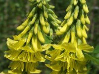 Melilotus officinalis 4, Citroengele honingklaver, Saxifraga-Frank Dorsman  Melilotus officinalis, Citroengele honingklaver (Akkerhoningklaver) Hillegom 010711