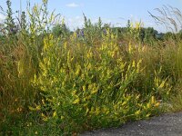 Melilotus officinalis 7, Citroengele honingklaver, Saxifraga-Ed Stikvoort