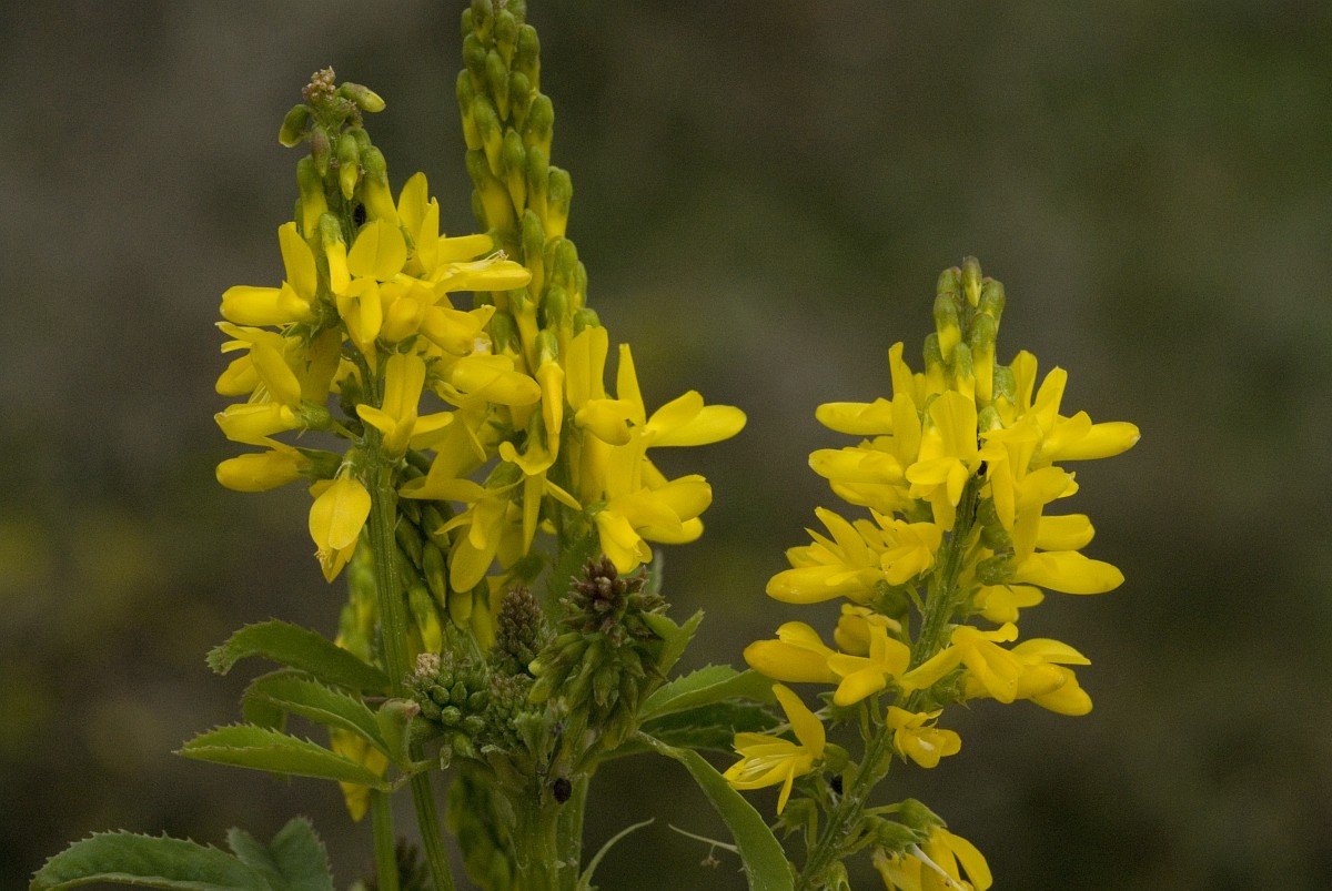 Melilotus officinalis