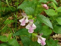 Melithis melissophyllum 25, Saxifraga-Hans Grotenhuis