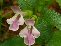 Melithis melissophyllum 26, Saxifraga-Hans Grotenhuis