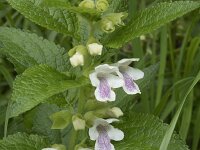 Melittis melissophyllum 19, Saxifraga-Willem van Kruijsbergen