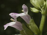 Melittis melissophyllum 2, Saxifraga-Marijke Verhagen
