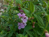 Melittis melissophyllum 20, Saxifraga- Peter Meininger