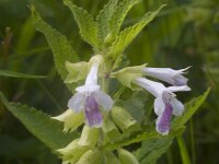 Melittis melissophyllum 21, Saxifraga-Jan Nijendijk