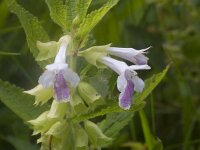 Melittis melissophyllum 22, Saxifraga-Jan Nijendijk