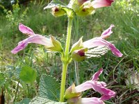 Melittis melissophyllum 23, Saxifraga-Hans Grotenhuis