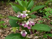 Melittis melissophyllum 9, Saxifraga-Jan Willem Jongepier