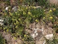 Meniocus linifolius 3, Saxifraga-Ed Stikvoort : Jerevan - Garni s9900
