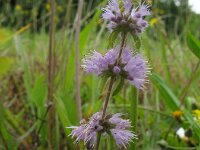 Mentha arvensis 1, Akkermunt, Saxifraga-Rutger Barendse