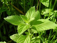 Mentha arvensis 12, Akkermunt, Saxifraga-Rutger Barendse