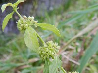 Mentha arvensis 13, Akkermunt, Saxifraga-Rutger Barendse