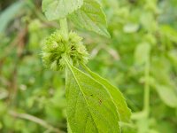 Mentha arvensis 14, Akkermunt, Saxifraga-Rutger Barendse