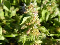 Mentha arvensis 16, Akkermunt, Saxifraga-Rutger Barendse