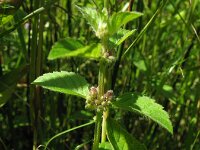 Mentha arvensis 2, Akkermunt, Saxifraga-Rutger Barendse