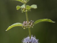 Mentha arvensis 20, Akkermunt, Saxifraga-Willem van Kruijsbergen