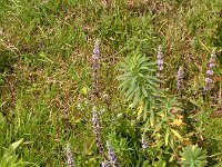 Mentha arvensis 4, Akkermunt, Saxifraga-Peter Meininger