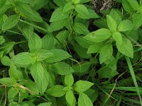 Mentha arvensis 6, Akkermunt, Saxifraga-Rutger Barendse