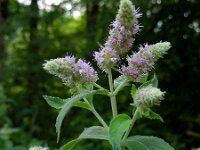 Mentha longifolia 10, Hertsmunt, Saxifraga-Ed Stikvoort : jura2010