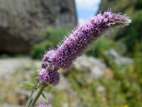 Mentha longifolia 11, Hertsmunt, Saxifraga-Ed Stikvoort