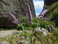 Mentha longifolia 12, Hertsmunt, Saxifraga-Ed Stikvoort