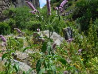 Mentha longifolia 13, Hertsmunt, Saxifraga-Ed Stikvoort