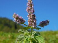Mentha longifolia 15, Hertsmunt, Saxifraga-Ed Stikvoort