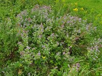 Mentha longifolia 17, Hertsmunt, Saxifraga-Hans Grotenhuis