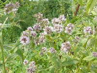 Mentha longifolia 18, Hertsmunt, Saxifraga-Hans Grotenhuis