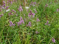 Mentha longifolia 19, Hertsmunt, Saxifraga-Hans Grotenhuis