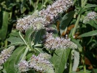 Mentha longifolia 2, Hertsmunt, Saxifraga-Jan van der Straaten