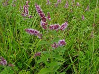 Mentha longifolia 20, Hertsmunt, Saxifraga-Hans Grotenhuis