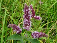 Mentha longifolia 21, Hertsmunt, Saxifraga-Hans Grotenhuis