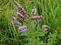 Mentha longifolia 22, Hertsmunt, Saxifraga-Hans Grotenhuis