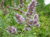 Mentha longifolia 3, Hertsmunt, Saxifraga-Rutger Barendse