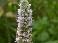 Mentha longifolia 4, Hertsmunt, Saxifraga-Peter Meininger