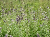 Mentha longifolia 6, Hertsmunt, Saxifraga-Jan Willem Jongepier